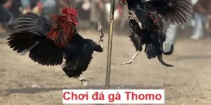 Đá Gà Thomo- Trải Nghiệm Hấp Dẫn Nhận Thưởng Tại OK365