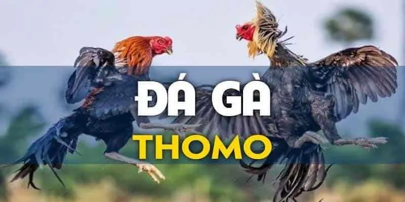 Mẹo để tham gia vào đá gà thomo dễ dàng thắng lớn chỉ có tại OK365 