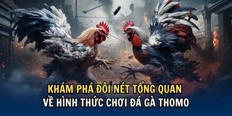 Tìm hiểu tổng quan về hình thức đá gà thomo tại sân chơi OK365 là gì