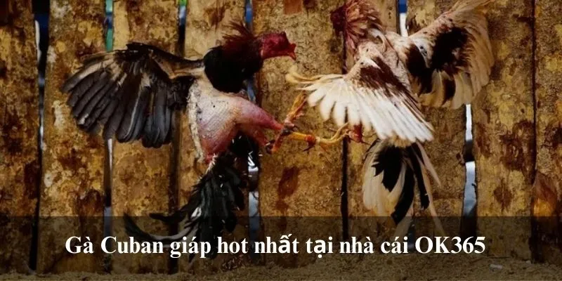 Gà Cuban giáp hot nhất tại nhà cái OK365