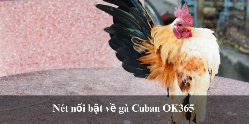 Nét nổi bật về gà Cuban OK365 