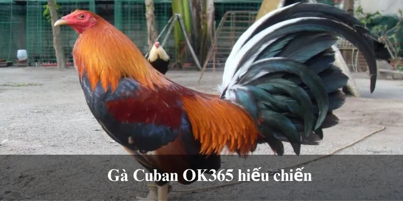 Gà Cuban OK365 hiếu chiến 