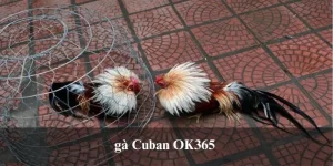 Gà Cuban - Chọi Kê Tài Năng Hot Nhất 2025 Cùng OK365