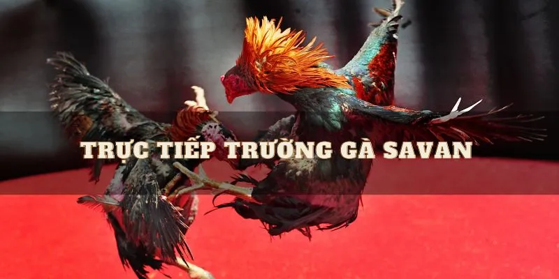 Lý do tại sao game thủ chọn tham gia trường gà Savan